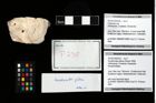 Foto (Objekt + Etikett) von Konidromites gibbus (Reuss 1858)  (NHMW-GEO-2014-0194-0235)